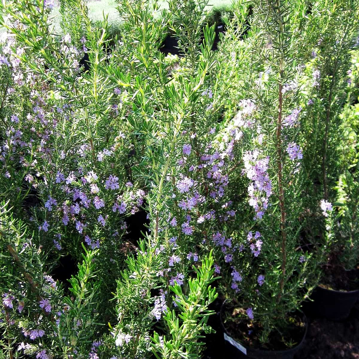 Rosmarin 'Majorcan Pink' (Rosmarinus officinalis)