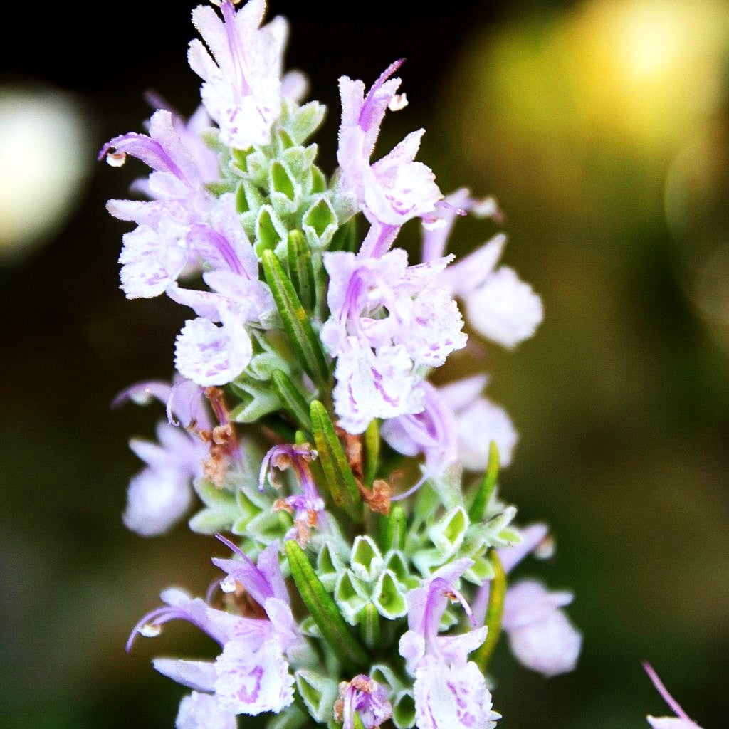 Rosmarin 'Majorcan Pink' (Rosmarinus officinalis)