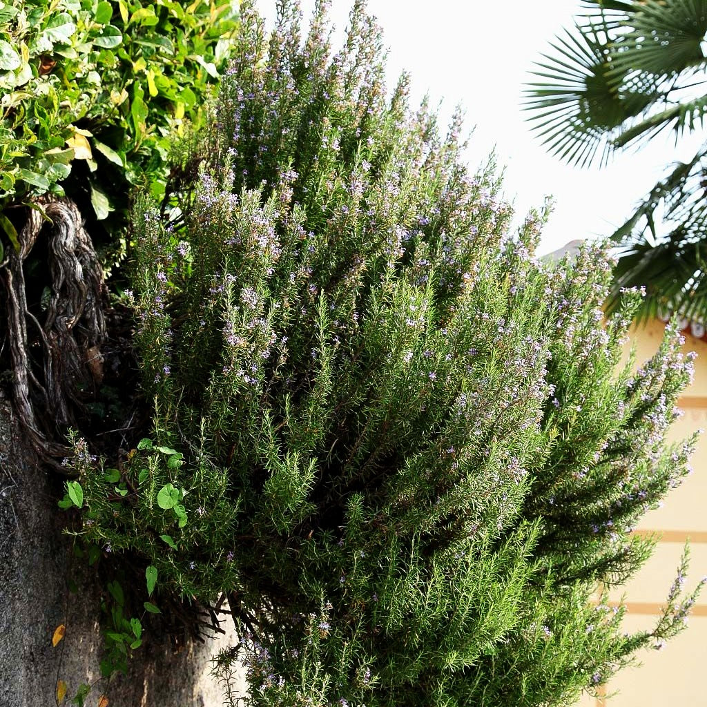 Rosmarin (Rosmarinus officinalis)