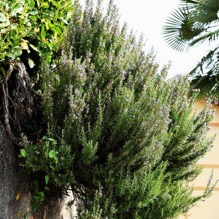 Rosmarin (Rosmarinus officinalis)