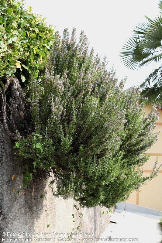 Rosmarin (Rosmarinus officinalis)