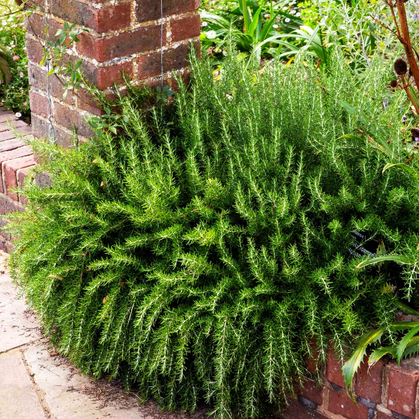 Rosmarin (Rosmarinus officinalis)