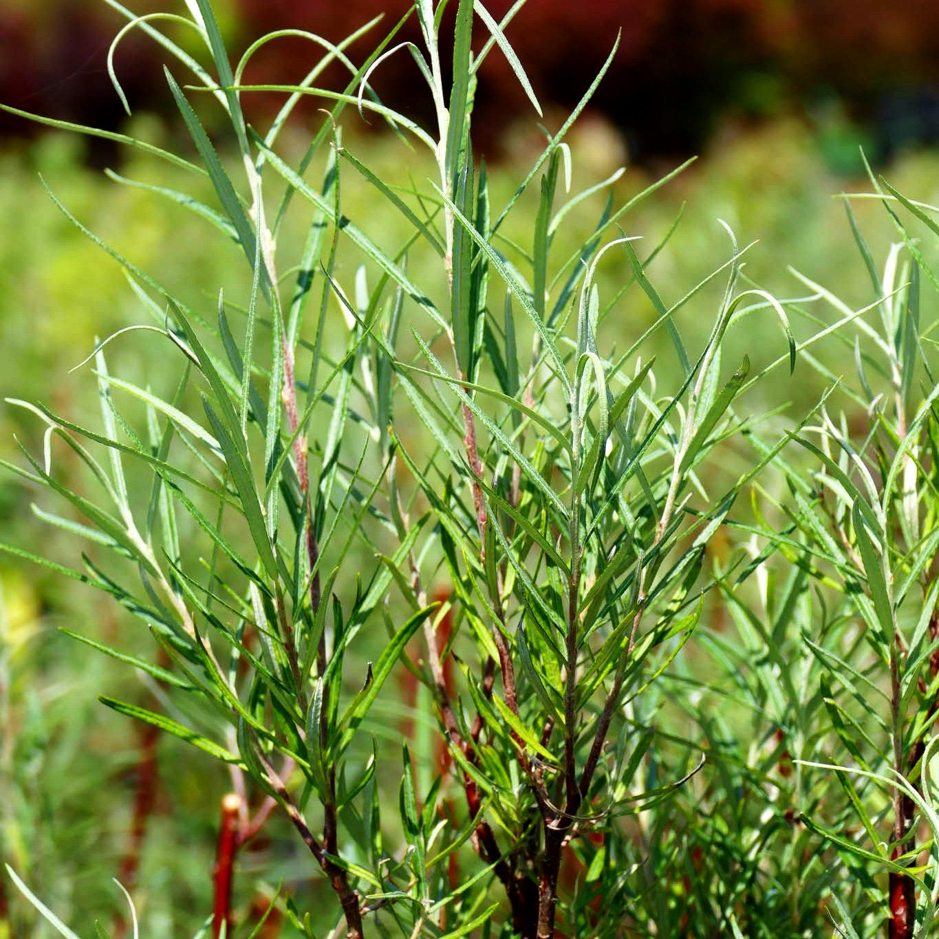 Rosmarin-Weide (Salix rosmarinifolia)