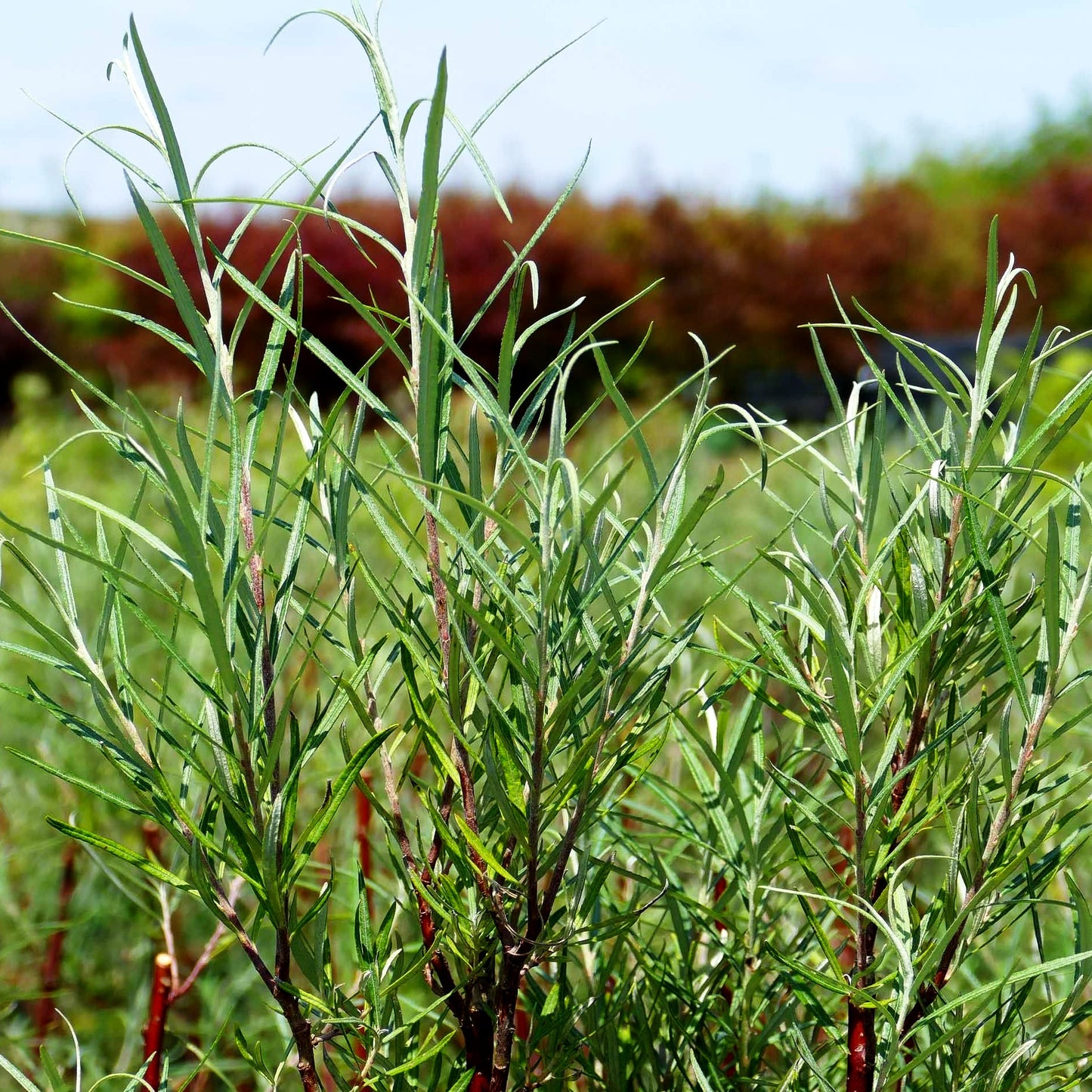 Rosmarin-Weide (Salix rosmarinifolia)