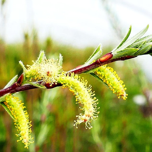 Rosmarin-Weide (Salix rosmarinifolia)
