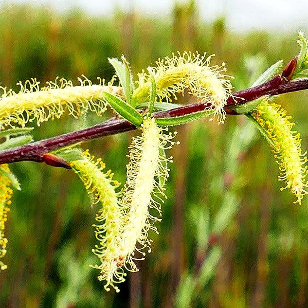 Rosmarin-Weide (Salix rosmarinifolia)