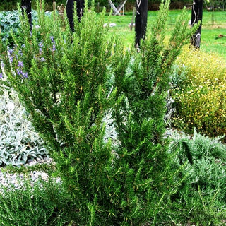 Rosmarin 'Weihenstephan' (Rosmarinus officinalis)
