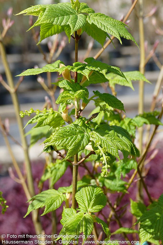 Rostbart-Ahorn (Acer rufinerve)