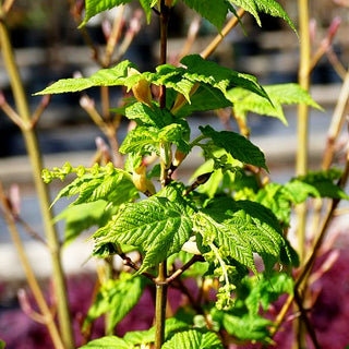 Rostbart-Ahorn (Acer rufinerve)