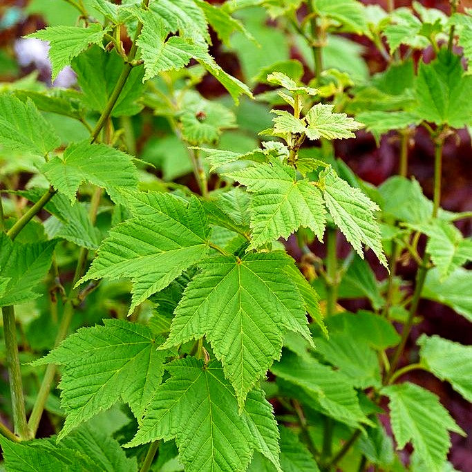 Rostbart-Ahorn (Acer rufinerve)