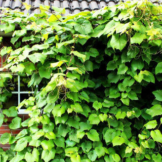 Rostrote Rebe (Vitis coignetiae)