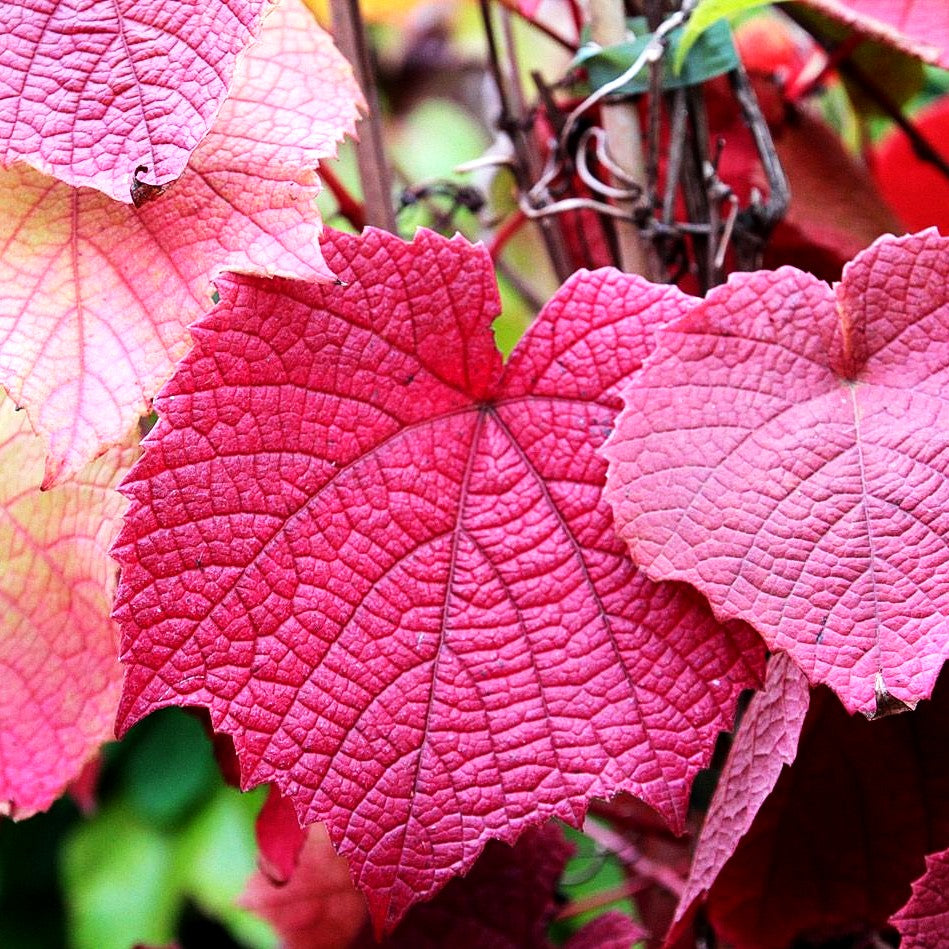 Rostrote Rebe (Vitis coignetiae)