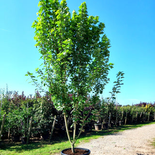 Rot-Ahorn 'Brandywine' (Acer rubrum)
