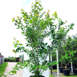 Rot-Ahorn 'Scanlon' (Acer rubrum)