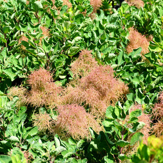 Rot blühender Perückenstrauch 'Smokey Joe' (Cotinus coggygria)