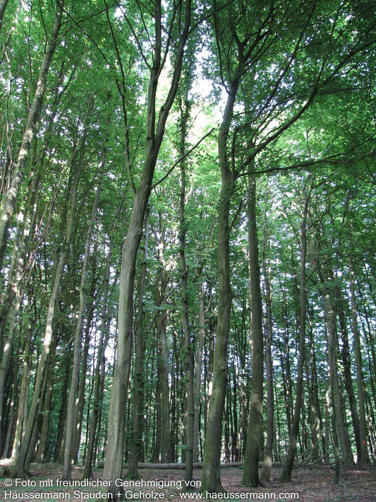 Rot-Buche (Fagus sylvatica)