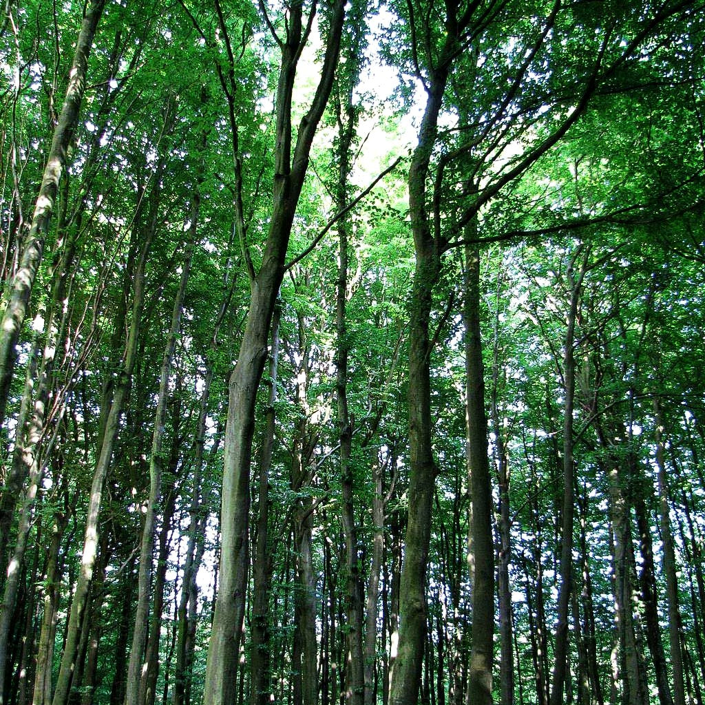 Rot-Buche (Fagus sylvatica)