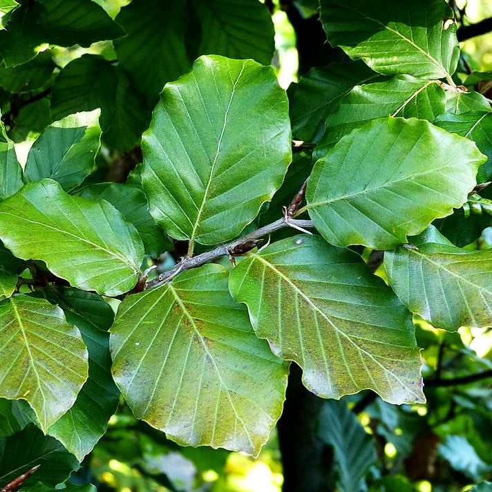 Rot-Buche (Fagus sylvatica)