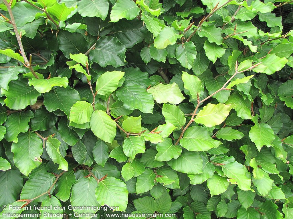 Rot-Buche (Fagus sylvatica)