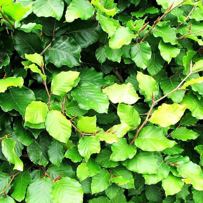 Rot-Buche (Fagus sylvatica)