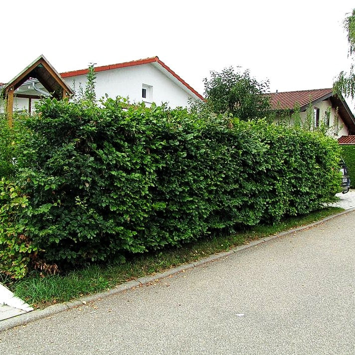Rot-Buche (Fagus sylvatica)