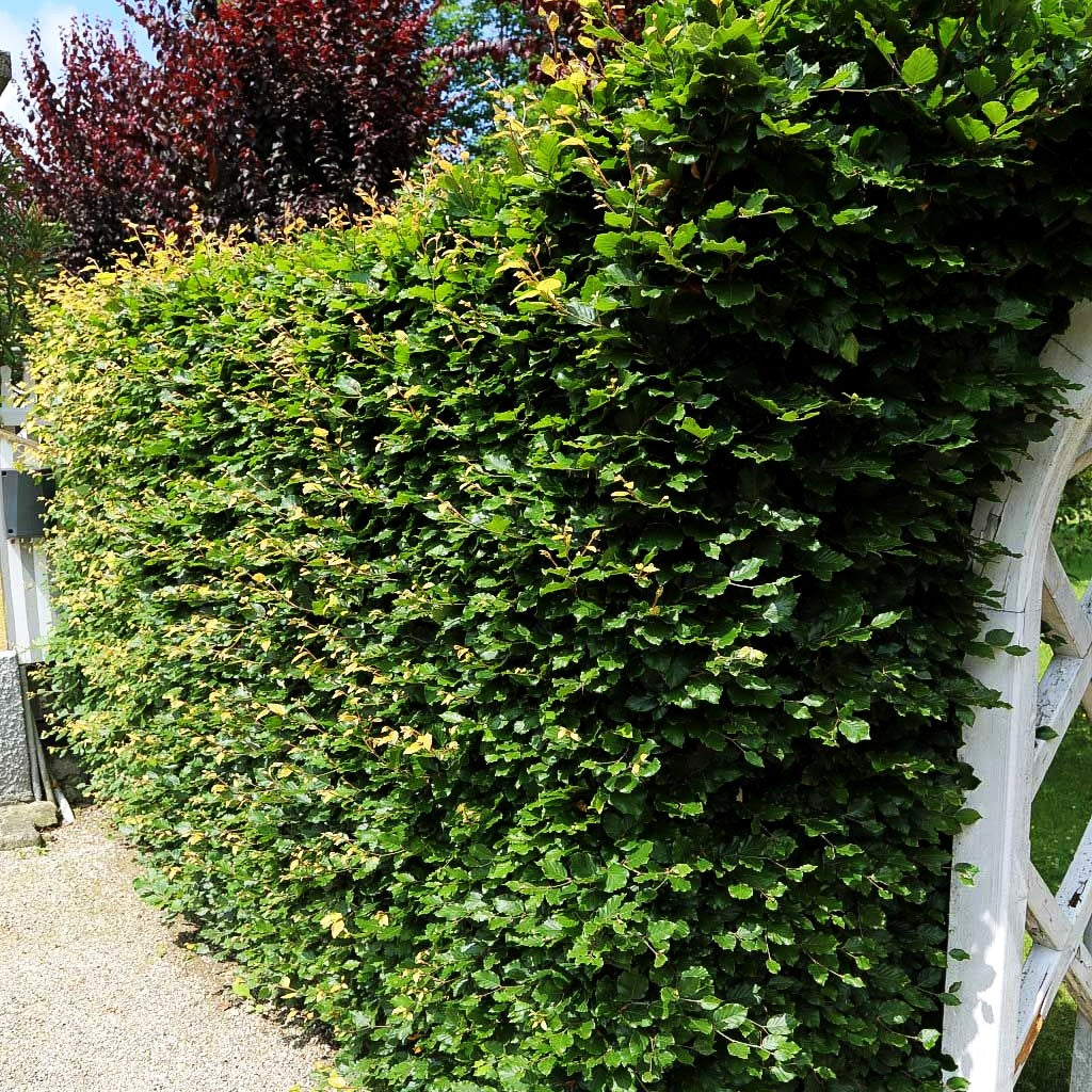 Rot-Buche (Fagus sylvatica)