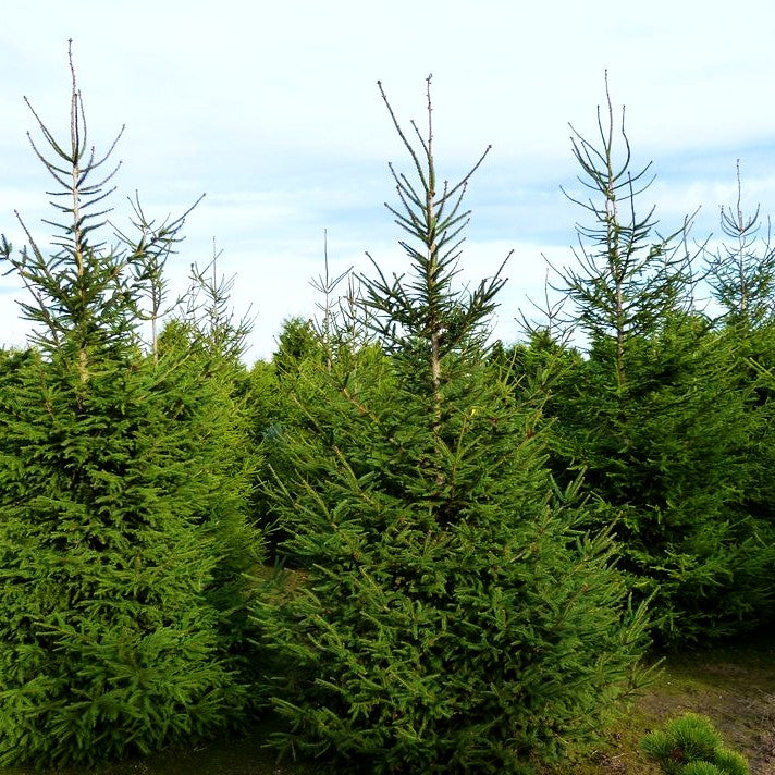 Rot-Fichte (Picea abies)