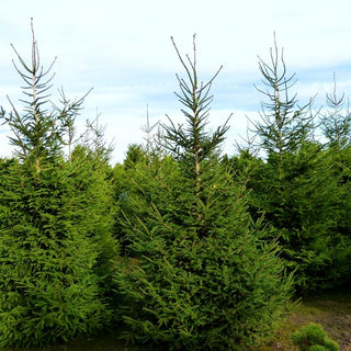 Rot-Fichte (Picea abies)
