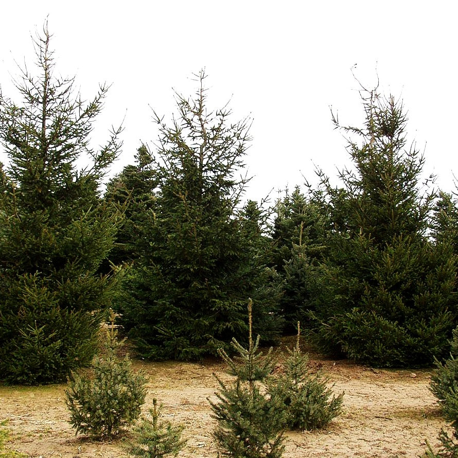 Rot-Fichte (Picea abies)