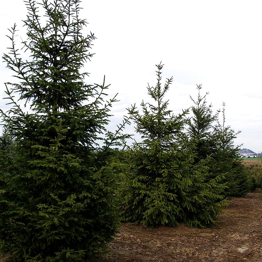 Rot-Fichte (Picea abies)