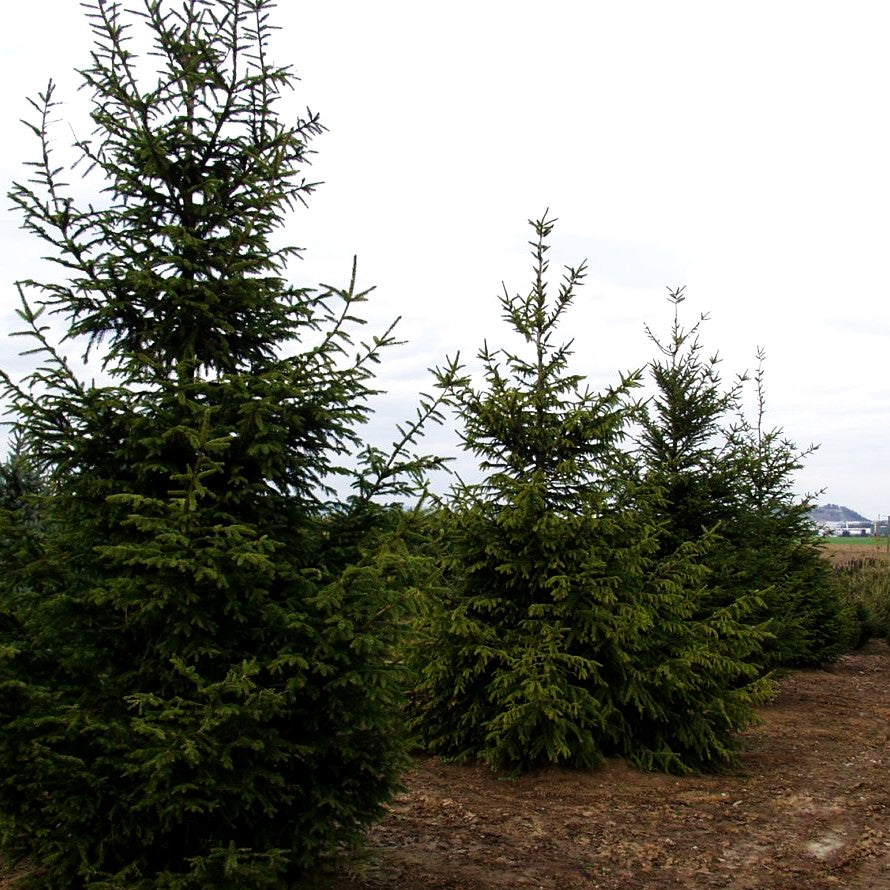 Rot-Fichte (Picea abies)