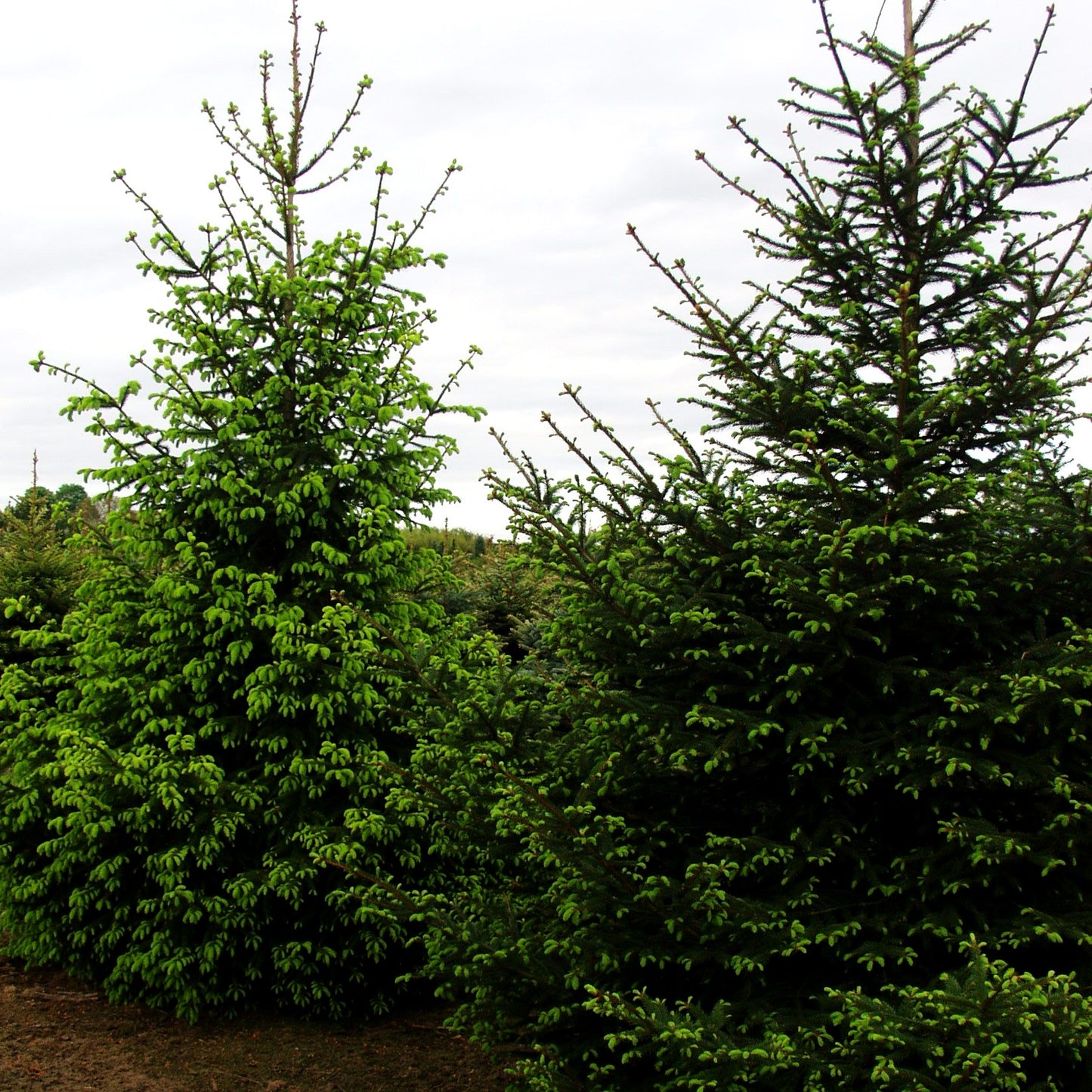 Rot-Fichte (Picea abies)