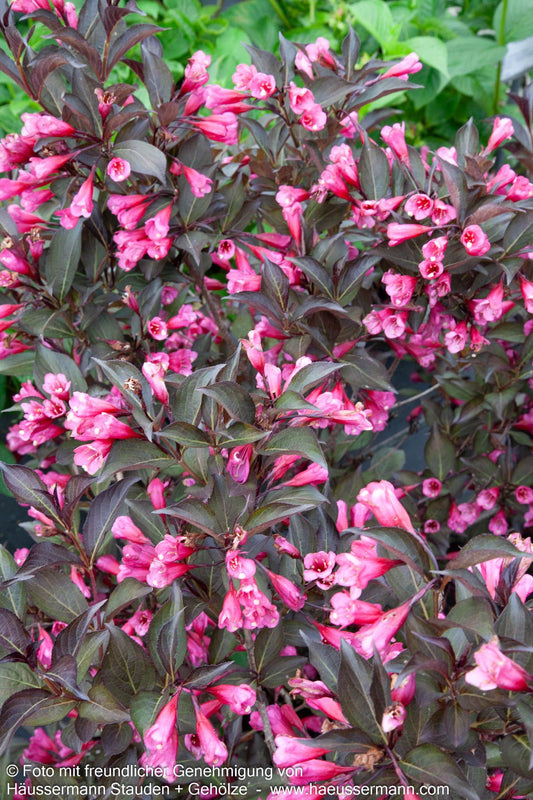 Rotblättrige Weigelie 'Alexandra' (Weigela florida)