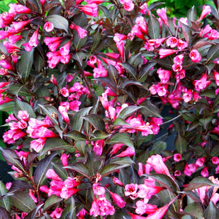 Rotblättrige Weigelie 'Alexandra' (Weigela florida)