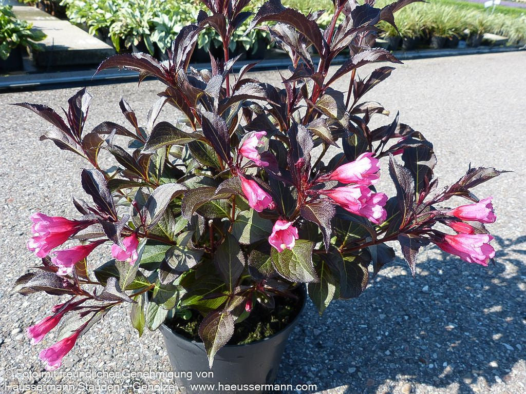 Rotblättrige Weigelie 'Alexandra' (Weigela florida)