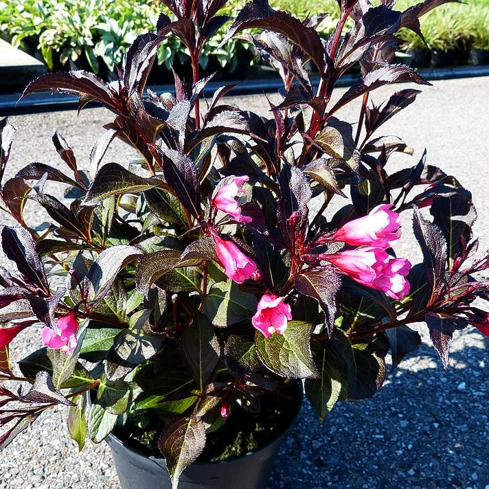 Rotblättrige Weigelie 'Alexandra' (Weigela florida)