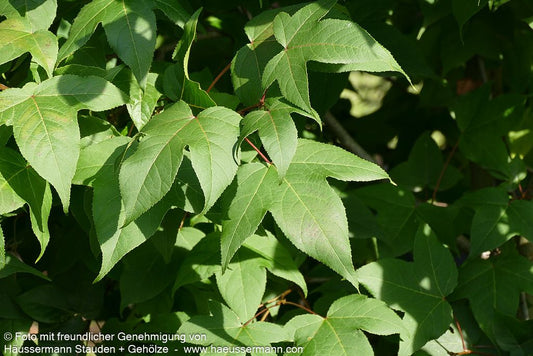 Rotblättriger Amberbaum (Liquidambar acalycina)