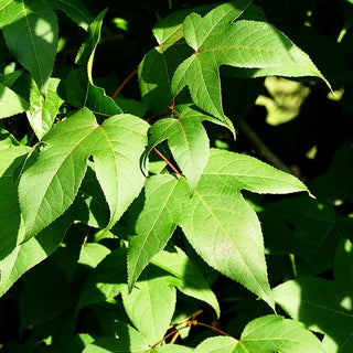 Rotblättriger Amberbaum (Liquidambar acalycina)