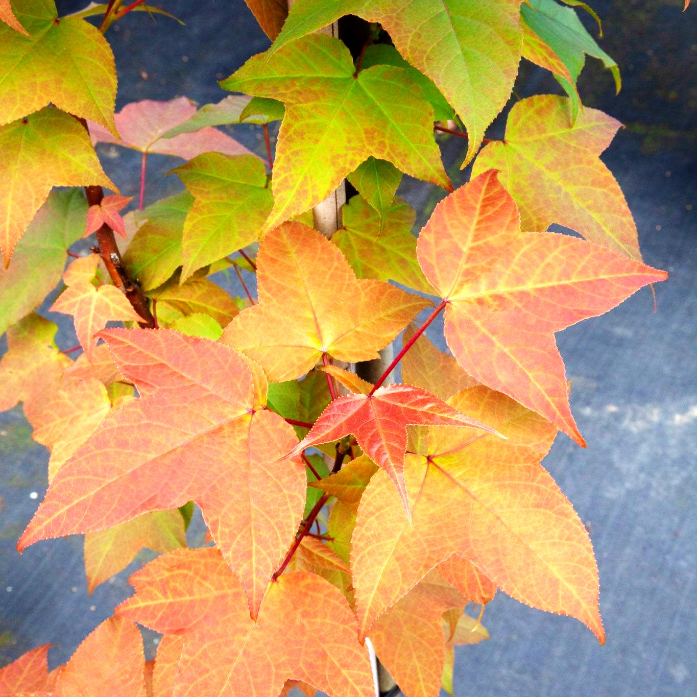 Rotblättriger Amberbaum (Liquidambar acalycina)