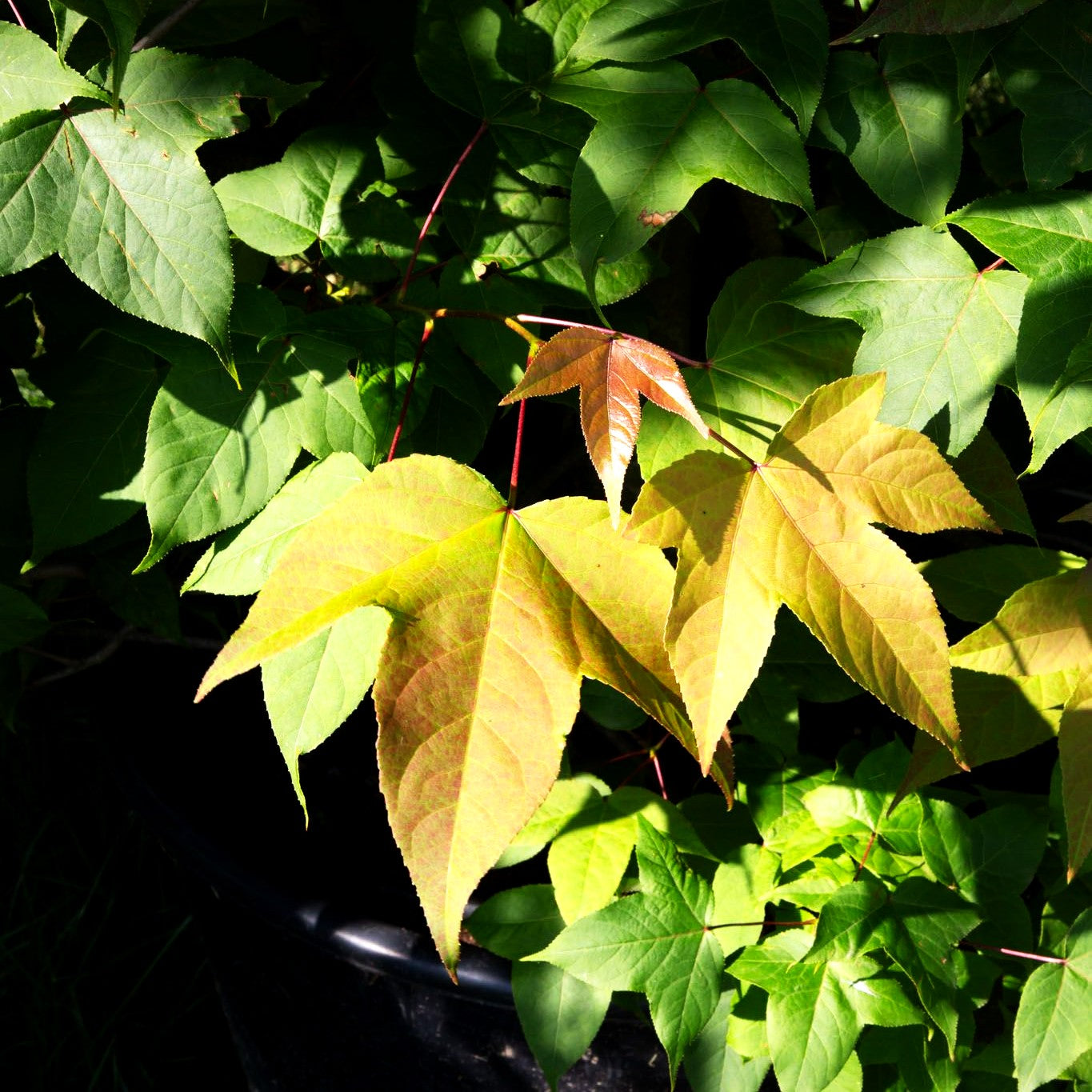 Rotblättriger Amberbaum (Liquidambar acalycina)