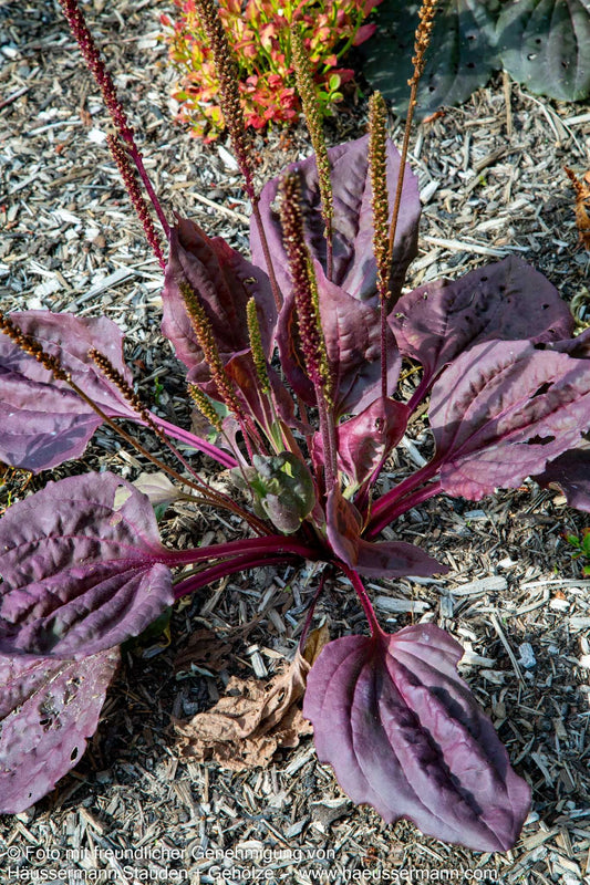 Rotblättriger Breit-Wegerich 'Purpurea' (Plantago major)