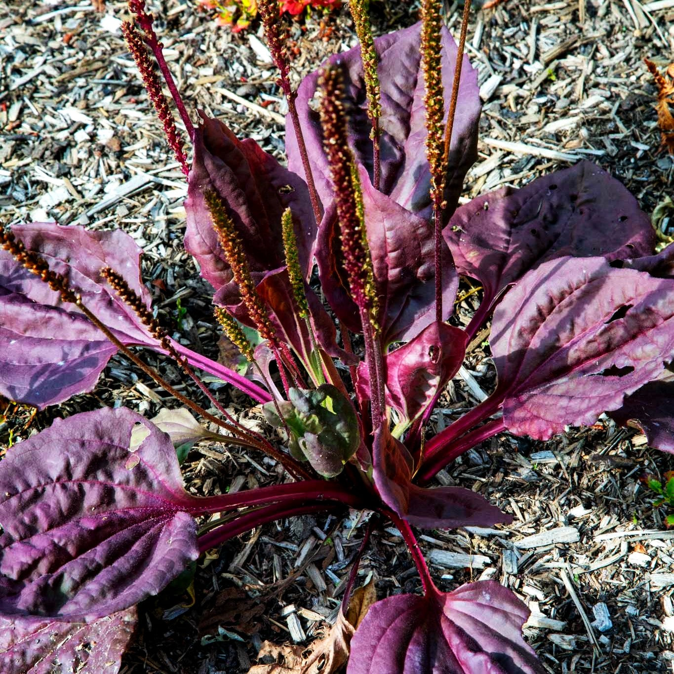 Rotblättriger Breit-Wegerich 'Purpurea' (Plantago major)