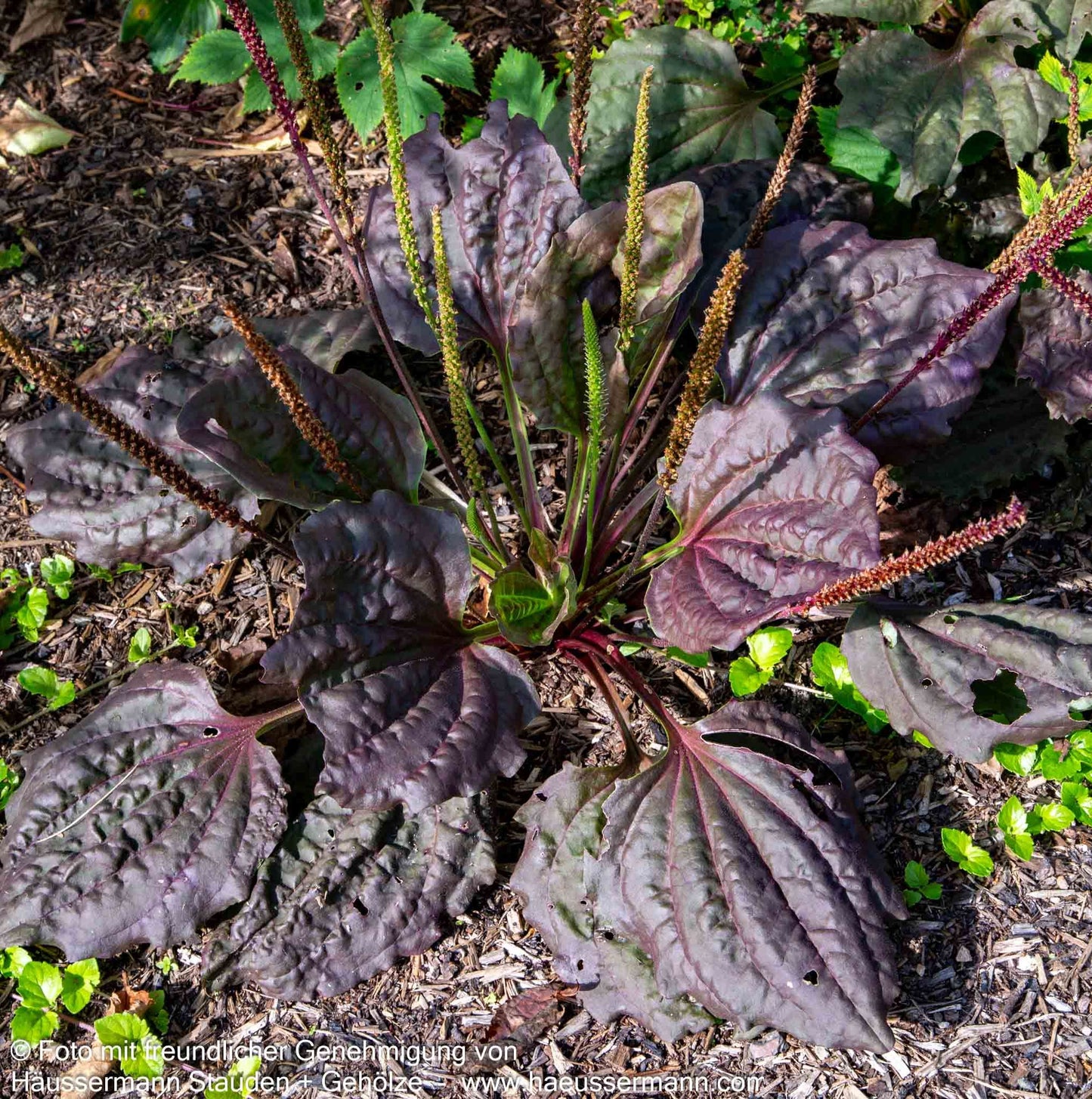 Rotblättriger Breit-Wegerich 'Purpurea' (Plantago major)