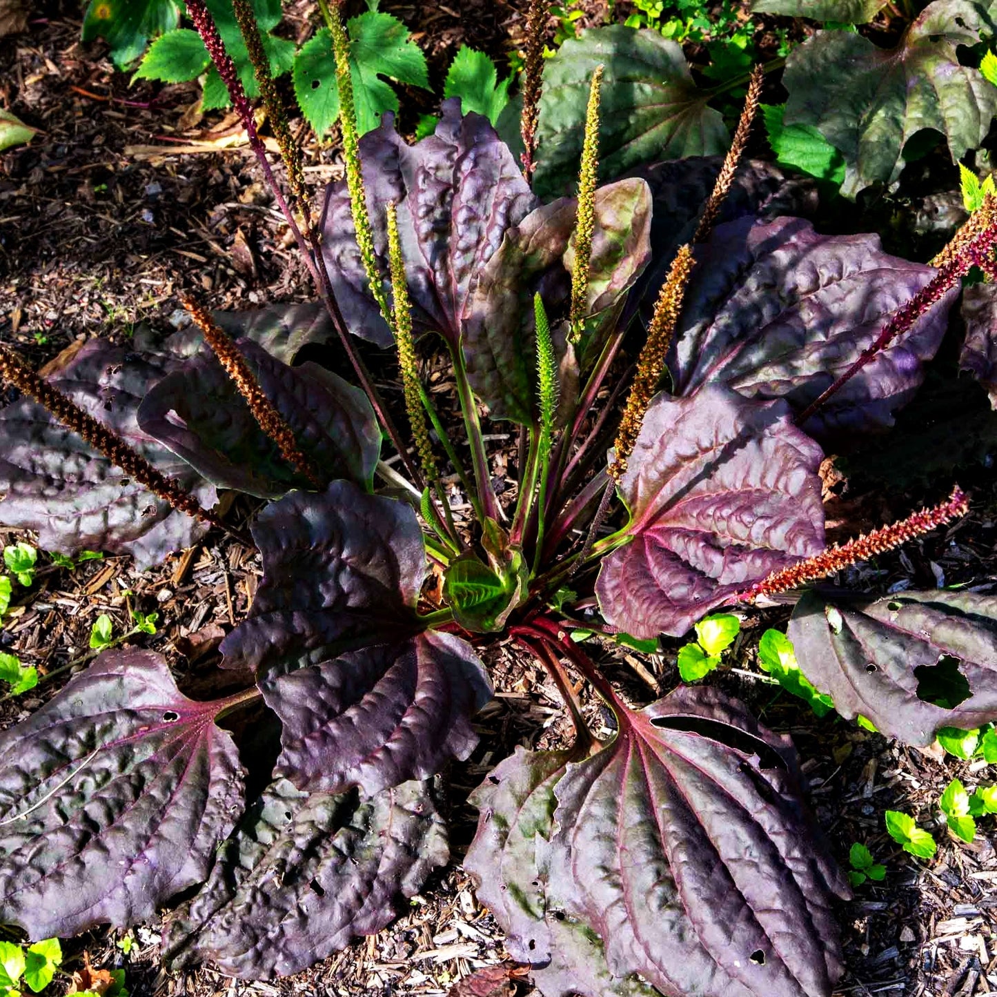 Rotblättriger Breit-Wegerich 'Purpurea' (Plantago major)