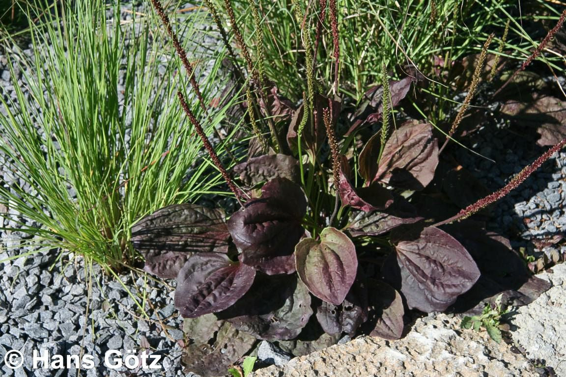 Rotblättriger Breit-Wegerich 'Purpurea' (Plantago major)