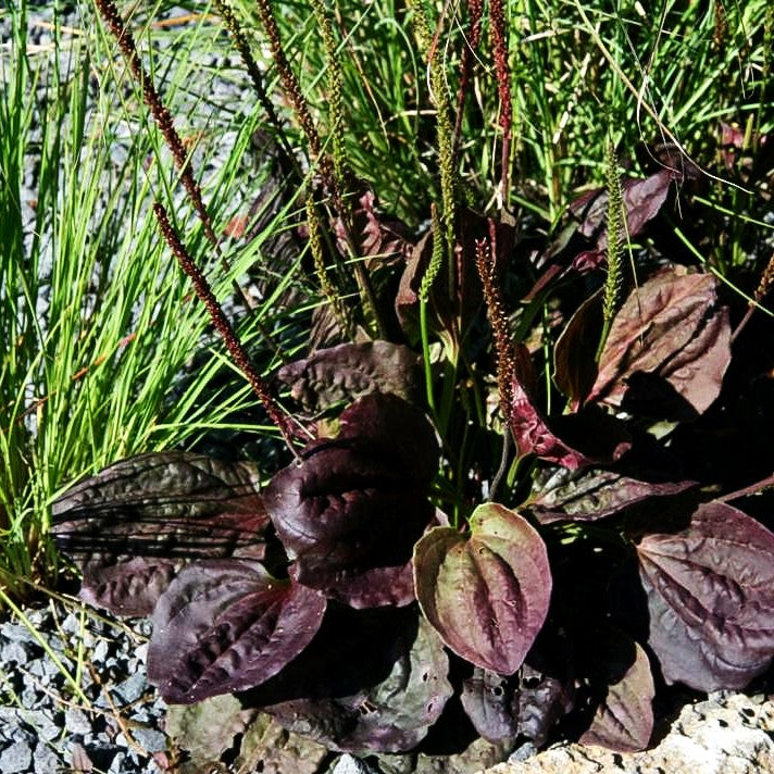 Rotblättriger Breit-Wegerich 'Purpurea' (Plantago major)