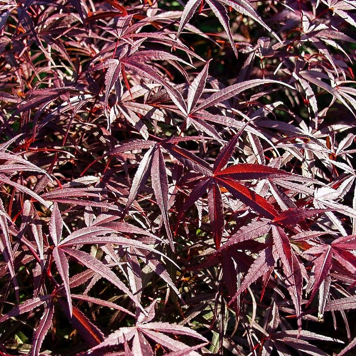 Rotblättriger Fächer-Ahorn 'Atrolineare' (Acer palmatum)