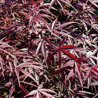 Rotblättriger Fächer-Ahorn 'Atrolineare' (Acer palmatum)