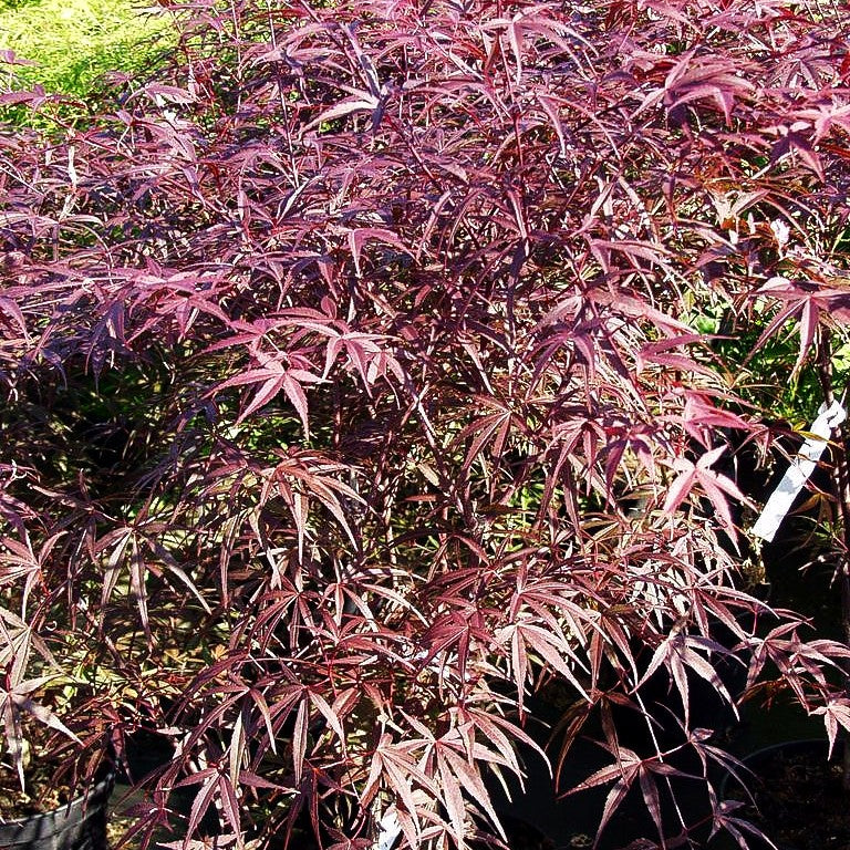 Rotblättriger Fächer-Ahorn 'Atrolineare' (Acer palmatum)