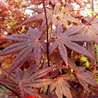 Rotblättriger Fächer-Ahorn 'Atropurpureum' (Acer palmatum)